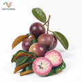 Dai Tam purple star apple